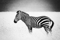 Stripes by Ralph Patzel