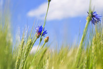 Kornblume von Jens Uhlenbusch