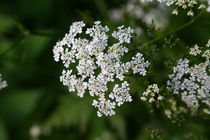 Wiesenkerbel von Jens Uhlenbusch