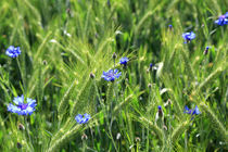 Kornblumen von Jens Uhlenbusch