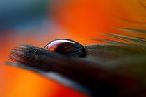 Feather by dirk driesen