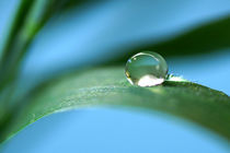 Sunny drop by dirk driesen