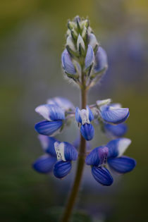 arctic lupine von Priska  Wettstein