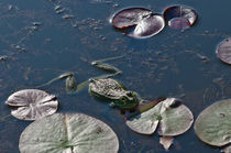 Frosch im Seerosenteich by lisa-glueck