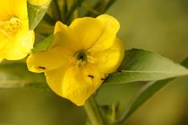 Ameisenstraße auf Blume  von mateart