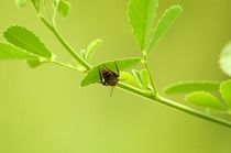 Hanging around in green one by mateart