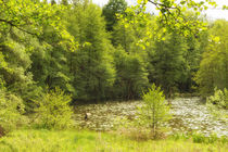 Frühling im Naturpark Schönbuch - Schlüsselsee Schaichtal von Matthias Hauser