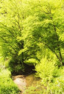 Leuchtend grüne Bäume im Frühling - Naturpark Schönbuch von Matthias Hauser