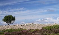 Lonely Rowan by Jukka Palm