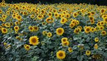 Sunflowers von Jukka Palm