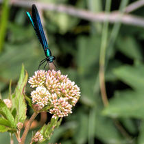 Schwarze Libelle von Uwe Karmrodt