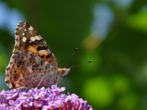 Schmetterling von Uwe Karmrodt
