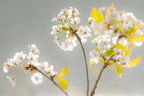 Apfelblüte von Ruby Lindholm