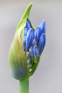 blaue Blüte von Ruby Lindholm