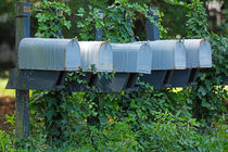 Mailboxes and Ivy by Louise Heusinkveld
