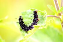 spikes -Stacheln von mateart