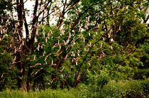 wild birds fly - count them - wilde vögel fliegen - zähl sie von mateart