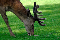 Male Red Deer Close-up by Rod Johnson