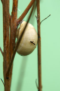 Ameisenschnecke by Bastian  Kienitz