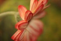 Gerbera by Ivonne Wentzler