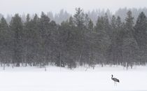 Alone von Jukka Palm