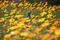 southafrica ... flowers, flowers and a guineafowl von meleah