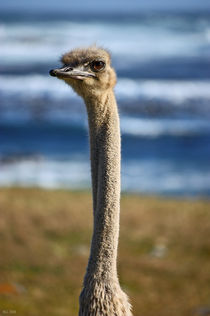 southafrica ... long neck von meleah