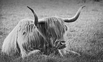 impressions of scotland - the highlander by meleah