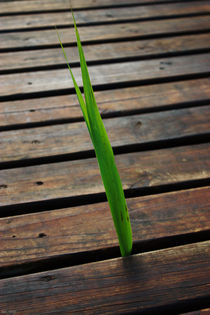 boardwalk von meleah