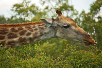 southafrica ... let's snack! by meleah