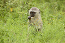 southafrica ... my tasty sugar cane! von meleah