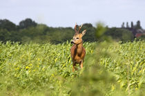 Rehbock im Feld - Roe buck in the field von ropo13