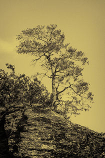 Kiefer auf Felsen II - sepia von Erhard Hess