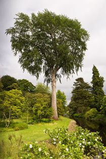 Baum im Schlosspark von Birr Castle von Karsten Müller