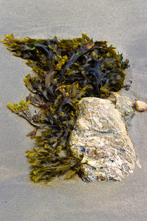 Algen-Stein am Strand von Lecanvey. von Karsten Müller