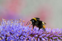 Gartenhummel (bombus hortorum) von Ralph Patzel