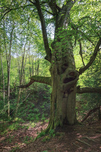 Ancient Beech von David Tinsley