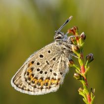 Portrait Of A Morning Dew Butterfly von Jukka Palm