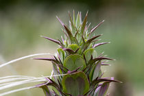 Ungarischer Akanthus (Akanthus balcanicus) von Ralph Patzel