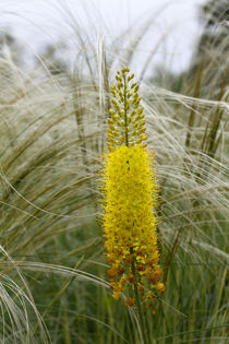 Steppenkerze (Eremurus stenophyllus) von Ralph Patzel