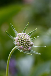 Garten-Skabiose (Scabiosa caucasica) by Ralph Patzel