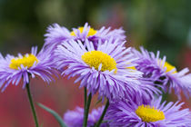 Lavendelblauer Feinstrahl (Erigeron speciosus) by Ralph Patzel