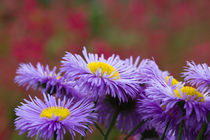 Lavendelblauer Feinstrahl (Erigeron speciosus) von Ralph Patzel