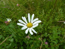 Kleines Gänseblümchen auf der Wiese by Eva-Maria Di Bella