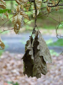 Vertrocknete Eichenblätter am Baum von Eva-Maria Di Bella