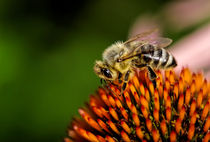 Fleißige Biene von Uwe Karmrodt
