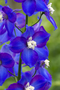 Rittersporn (Delphinium) by Ralph Patzel