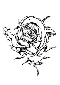 Rose flower drawing by Rafal Kulik