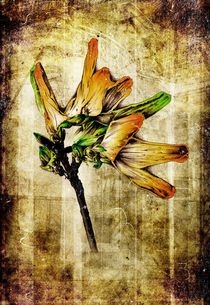 flower nature plant art design by Rafal Kulik