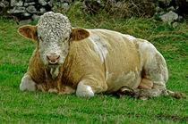 Bull Close-up, at Wardlow von Rod Johnson